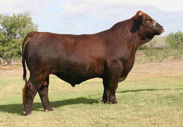 Sire - LMC 6G Red Rock is producing lots of great ones for Josh Harris, LMC & 6G.