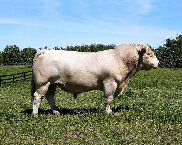 Sire - Sparrows Sanchez 715T