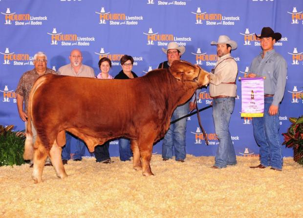 Sire-  Red Duke won as a baby with Mom at SA & Houston and then as a yearling