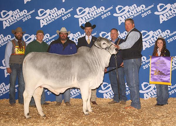 Champion daughter - LMC Polled Spice