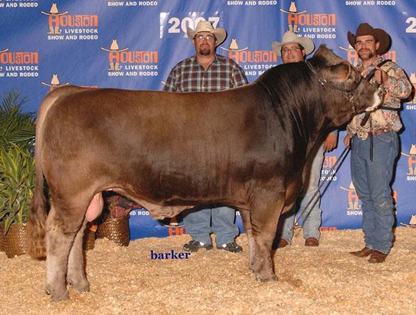 LMC LF Blacksmith is the maternal grand sire