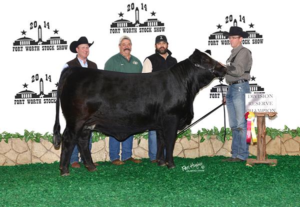 Dam - LMC Miss America is one of the prettiest Simbrah cows we have ever produced.