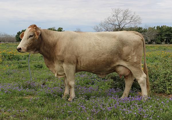 Dam sired by WTR Jolt - see Lot 28 for his photo