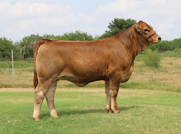 typical multi generation Braveheart daughter