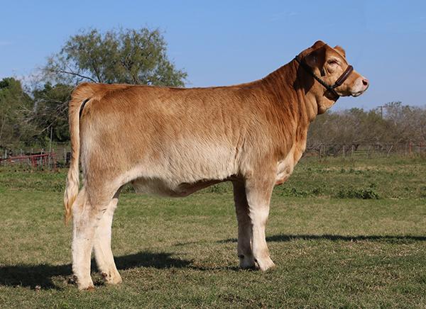 LMC Galaria - a fancy LMC Goliath Daughter