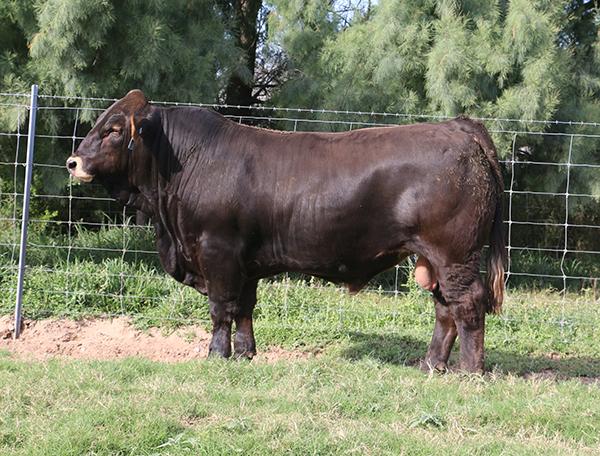 Multi-generation Goliah son - LMC PG Polled Catalyst owned with Pepe Guerra