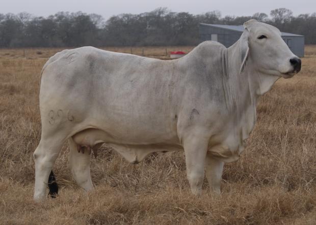 DAM:  JDH LADY MANSO 396