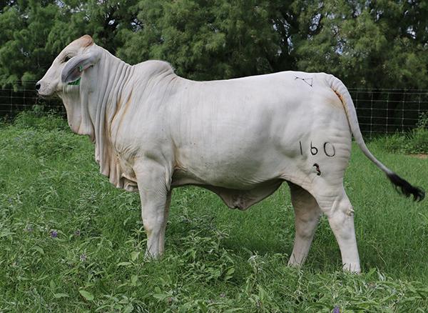 LMC LF Polled Reina - maternal sister sired by +LMC LF Ambassador