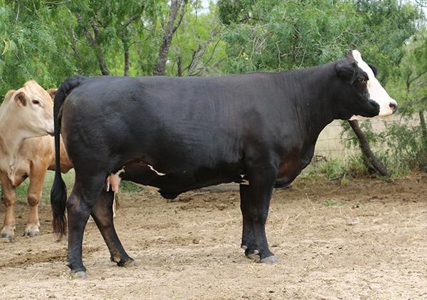 Dam - full sister to JW Black