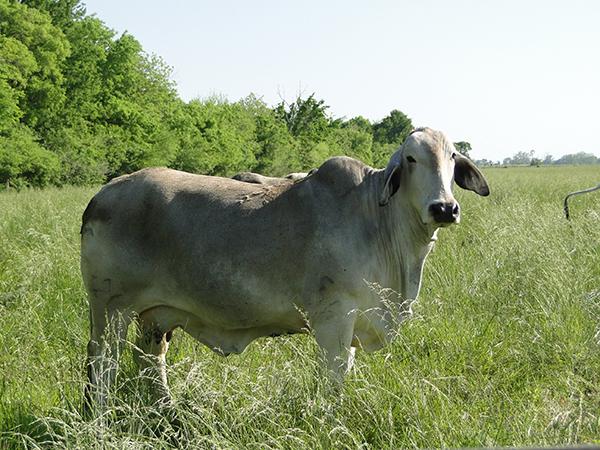 Dam - JDH LADY MANSO 471