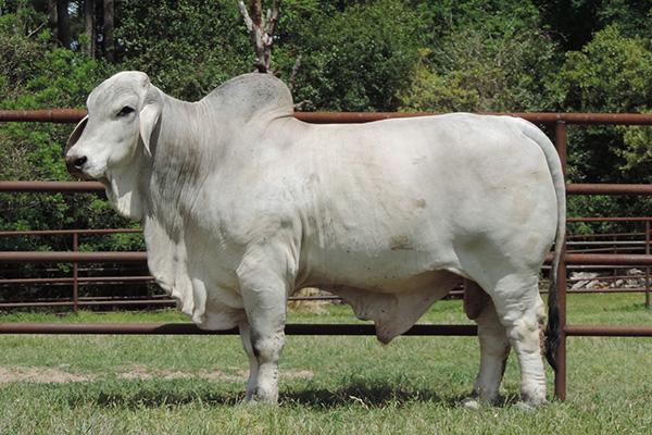 Sire - JDH Mr Manso 49/6