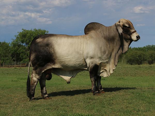 Sire - Polled Pathfinder sired by LMC Polled Madison