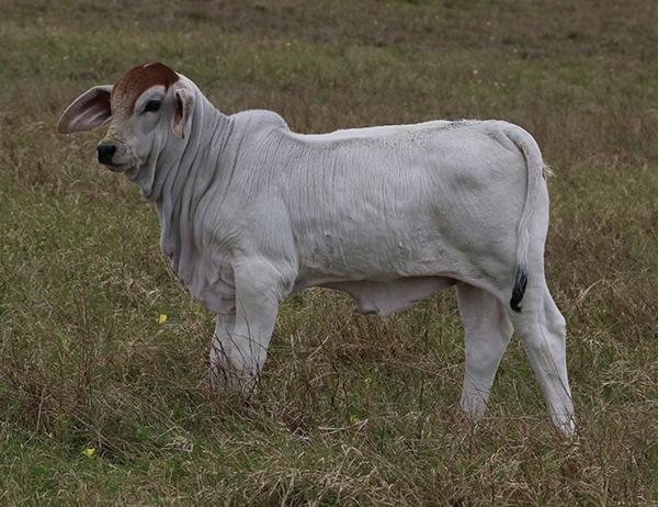 Baby Doll LMC Polled Sambo daughter