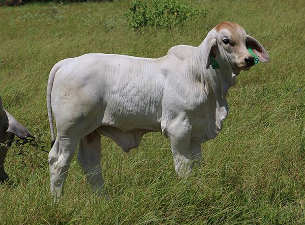 Polled Samson son that is out of a V8 51/6 daughter