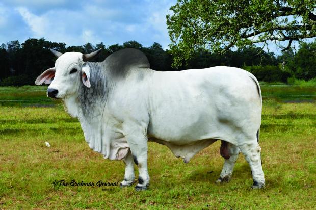 Sire - +CJV MR BILLY BOB MANSO 16/8