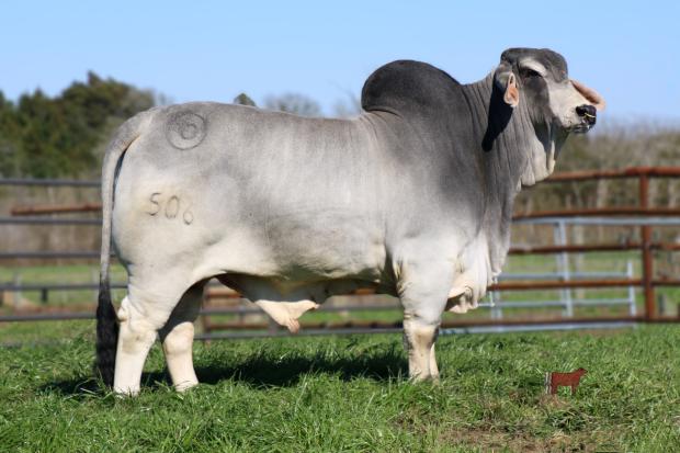 Pablo son half sib to Lot 10