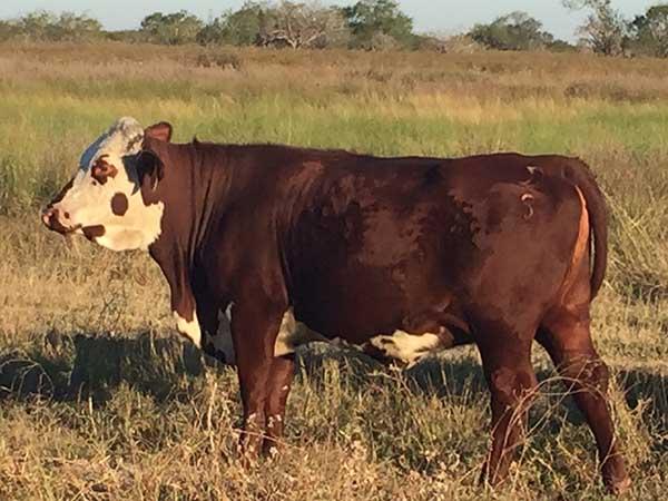 Typical of the bred heifers you can pick from