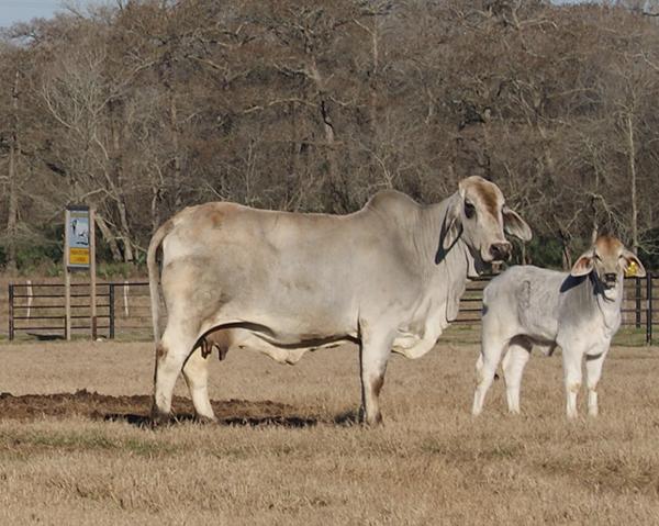 Dam - JDH LADY MANSO 625/3