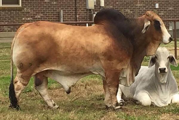 Sire: JDH Mr Saxon Manso 824/4