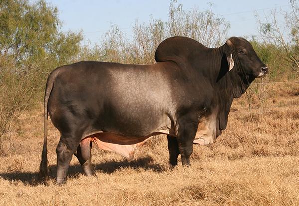 Maternal grand sire - LMC WFF Pistolero - another of our POLLED BEEF MACHINES !!