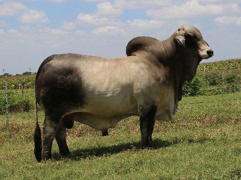 Paternal brother - Polled Pathfinder - semen available on all LMC sires by private treaty.