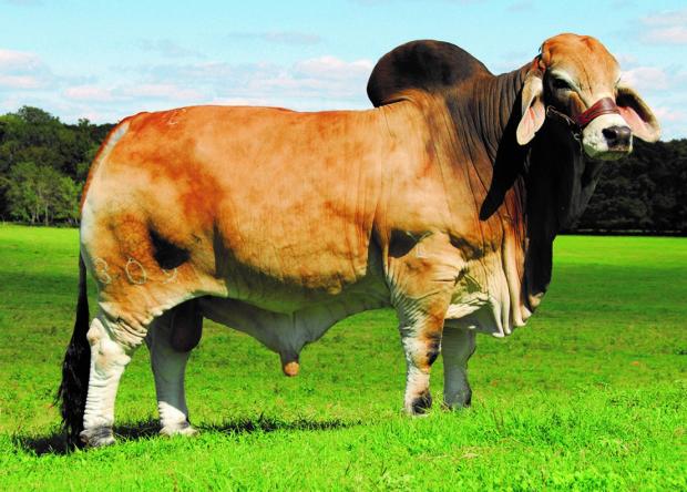 Sire -  Popular National Champion - JDH Elmo Manso 