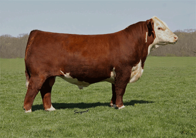 Sire - TH 75J 243R BAILOUT 144U ET