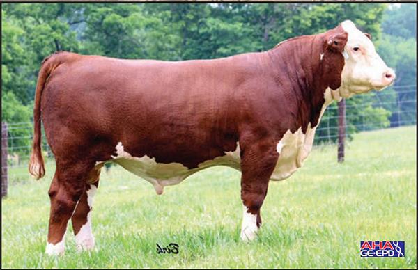 Son - WALKER JH CAPTAIN 936 7Y 5206