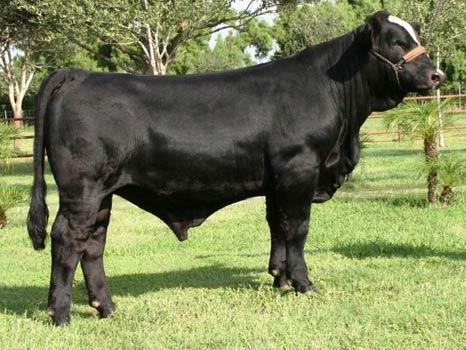 Sire - LMC ATZ Dr Feel Good