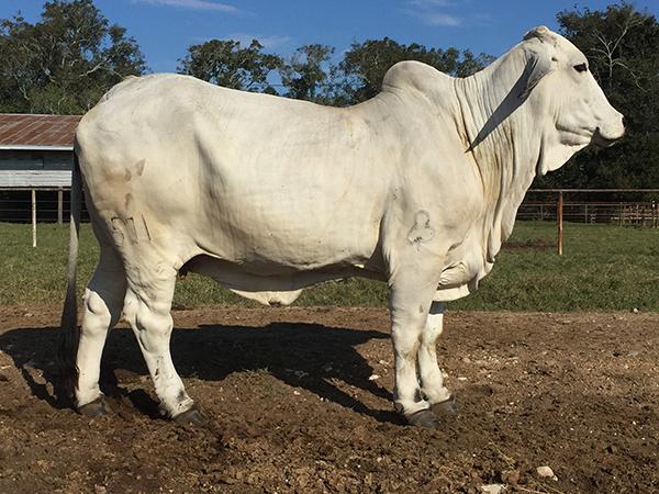 Dam - JDH Lady Josiah Manso 571/7