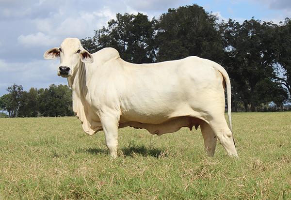 Dam - JDH Miss De Valls Manso 916/6