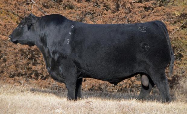 HF Prowler 43U - Sire of Lot 1411