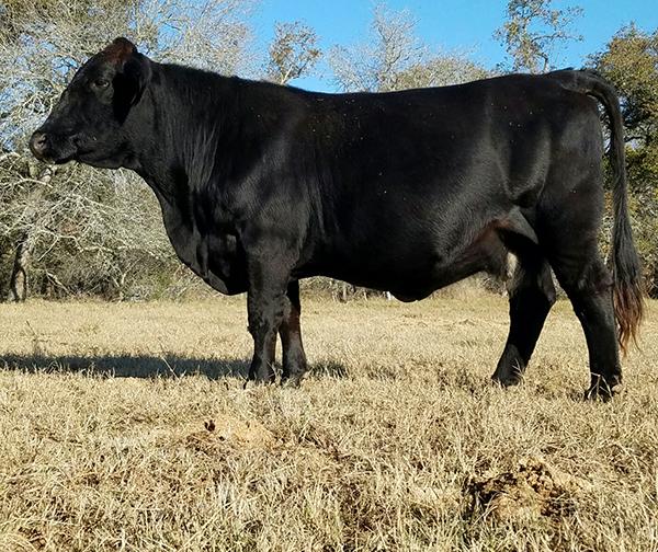  Dam - J7N What A Lady