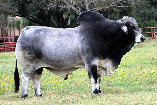 Maternal Grandsire – LMC Polled Madison 133/0