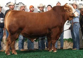 Paternal Sib: LMC WY No Limit