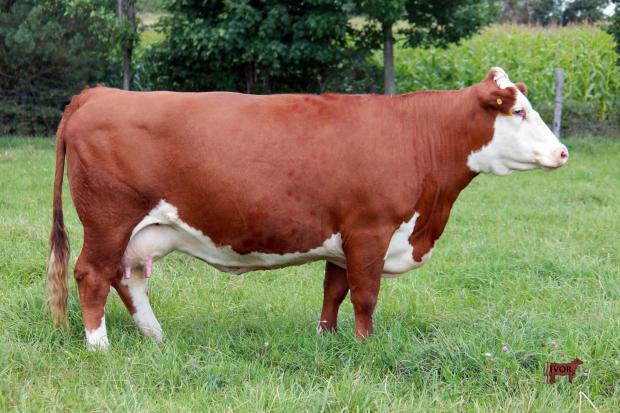 Dam of LXAA 12C