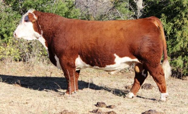 Son of GO Larry W 26