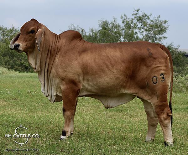 $30,000 Daughter purchased by us in National Brahman Sale