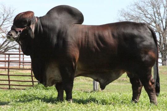 Maternal Grand Sire: +VL Rojo Apache 1/150
