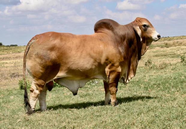 Maternal Grand Sire