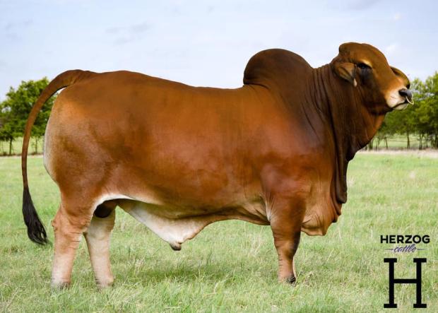 Sire of Embryos