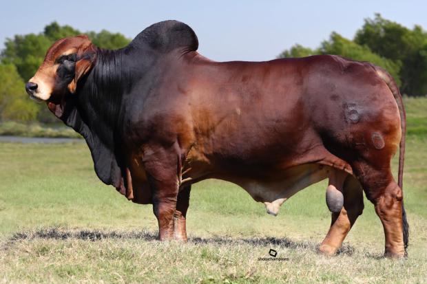 Sire: VL Rojo Mocho 5/140 (P)