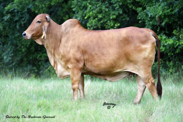 Daughter: +HK Ms. Passport 557 – dam to 2 International Champions