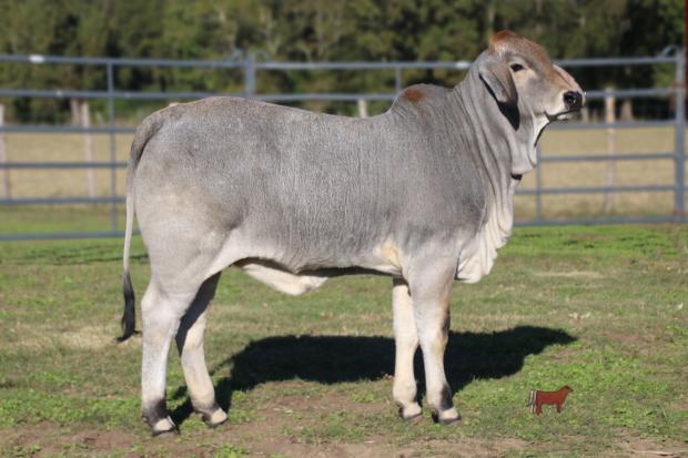 Maternal Half Sister that sold to Thailand.