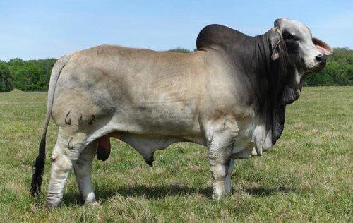 Sire