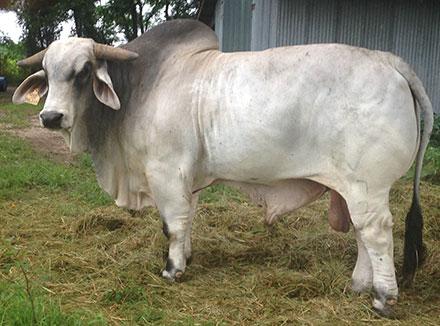 #CC Mr Capital Gains 77/7, elite sire in the Brahman world and sire of WR Ms 11/5