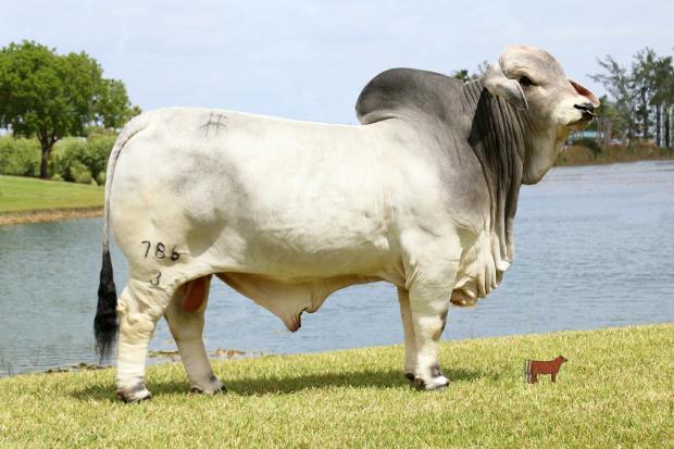 TTT Mr Suva Bob Manso 786, two-time ABBA Show Bull of the Year and son of TTT Suva’s Echo Lady 700/1.