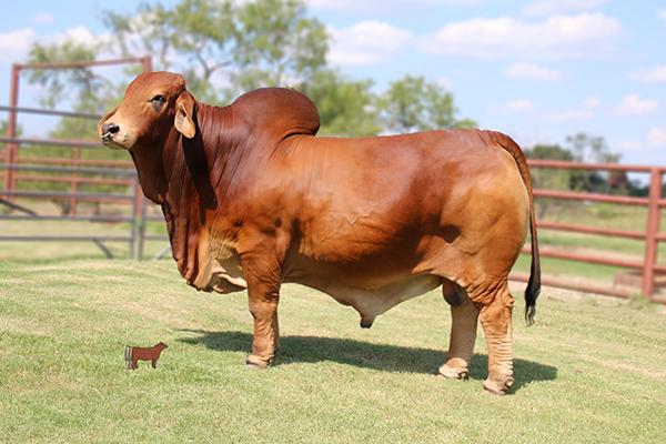 Many time show champion Mr. WCC Maximus Rojo 82/4, leading son of +TTT 335.