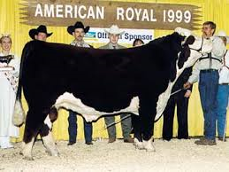 H 8E Embracer 8006 - Sire