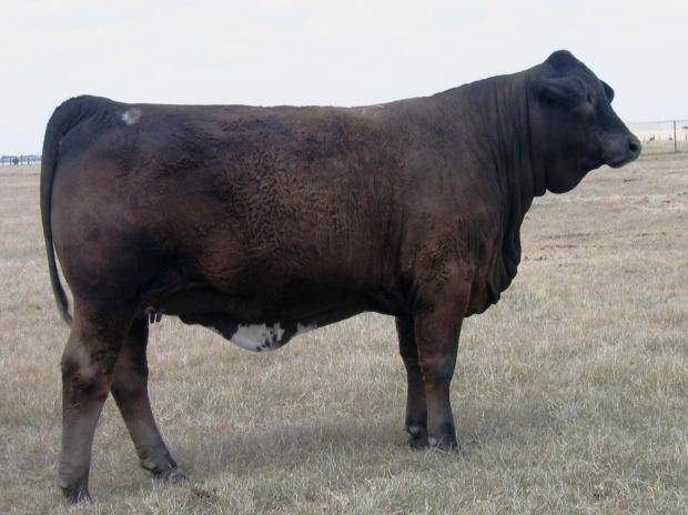 Lot 19's maternal grand dam -  LMC Swan